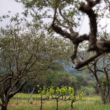 Magnifique Avec Piscine Au Coeur Des Vignes *