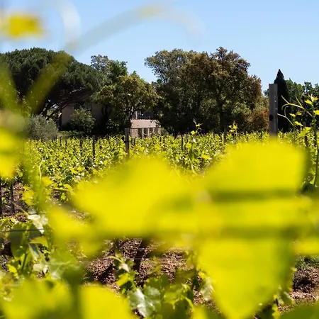 Magnifique Avec Piscine Au Coeur Des Vignes