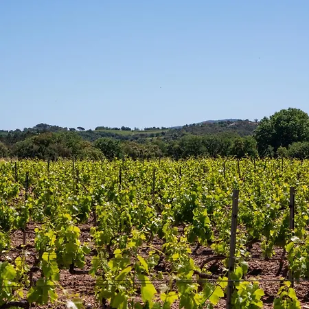 Magnifique Avec Piscine Au Coeur Des Vignes Villa