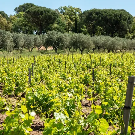 Magnifique Avec Piscine Au Coeur Des Vignes Villa Cogolin